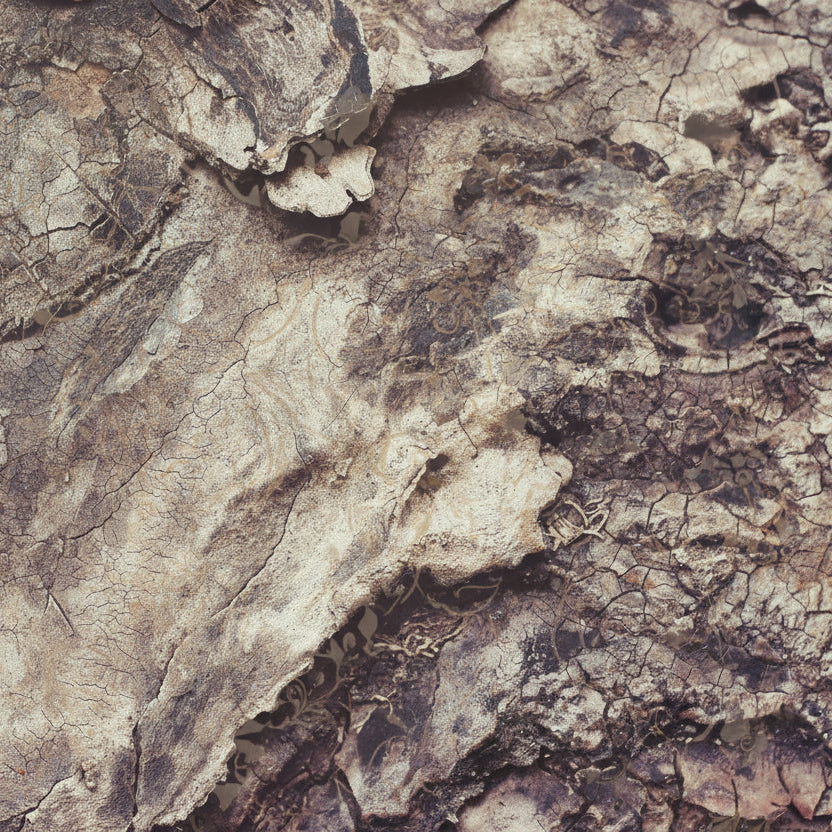 Dettaglio ravvicinato della texture ruvida di una corteccia d'albero, che richiama la natura e l'artigianalità del legno.